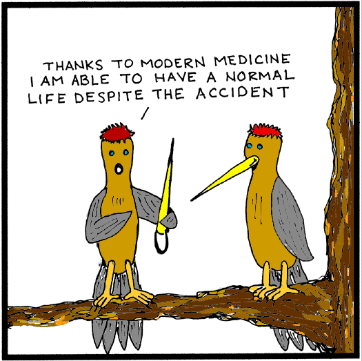 Prosthetics for woodpeckers