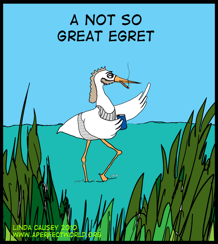 A not so great egret