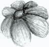 flower04.png (56687 bytes)