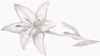lily.png (21527 bytes)